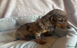 Miniature Dachshund dogs for sale: Miniature dachshund puppy’s  - Image 6