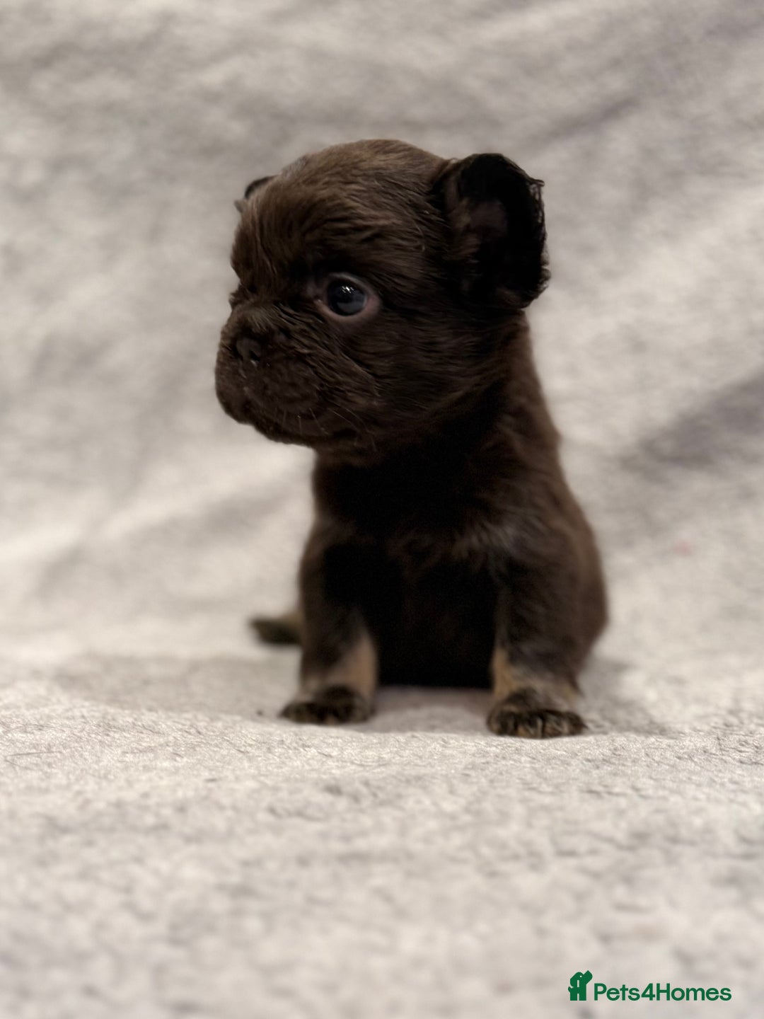 French Bulldog dogs for sale: Full fluffy frenchies  - Advert 3