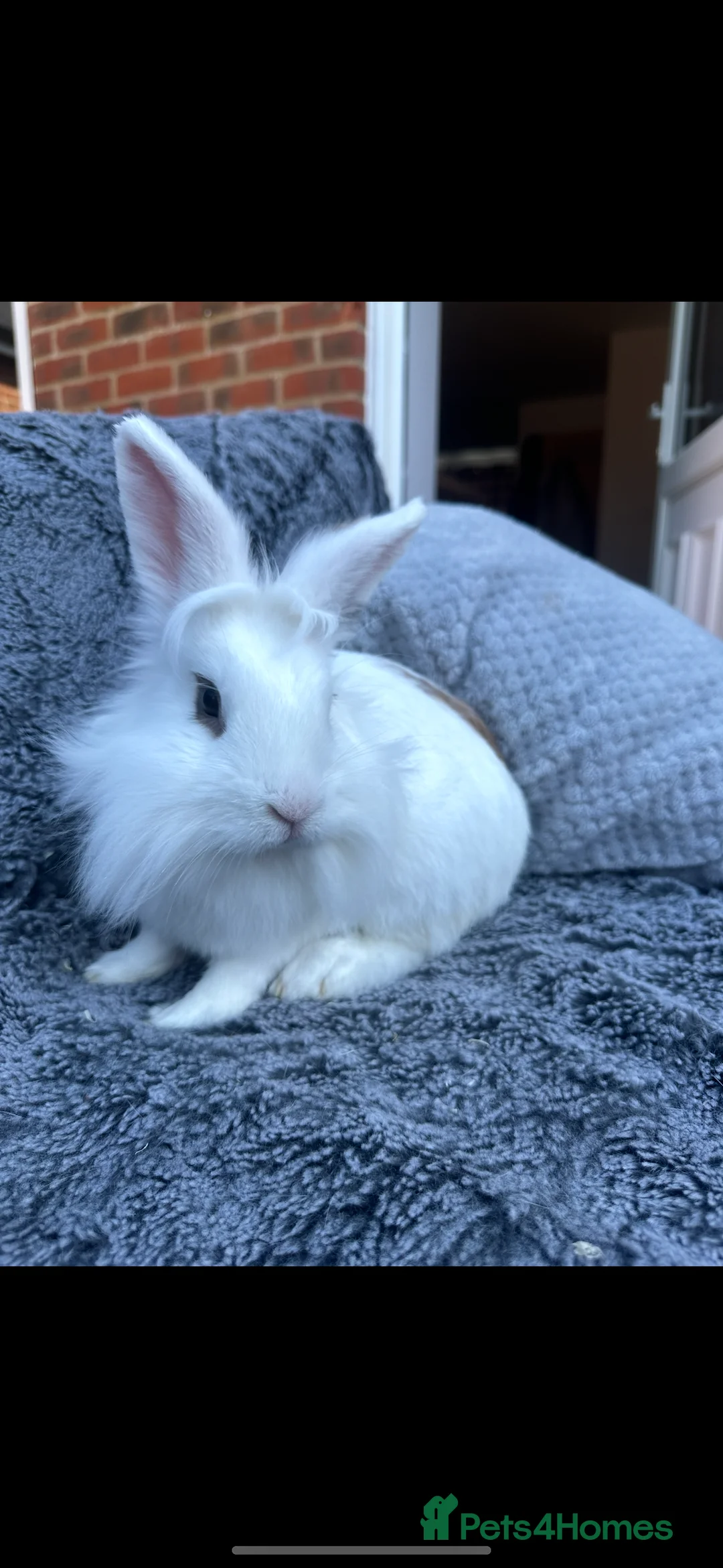 Lionhead rabbits for sale: Male Lionhead bunny  - Advert 5