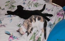 Mixed Breed cats for sale: Male and Female Kitten - Image 12