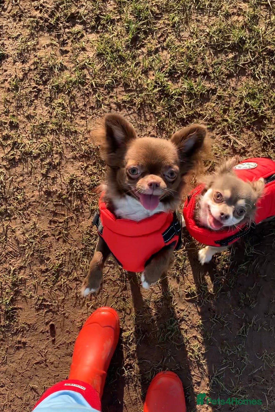 Chihuahua dogs for sale: Chihuahua KC puppies - Image 7