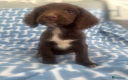 Cocker Spaniel dogs for sale: Cocker spaniel puppies  - Image 1