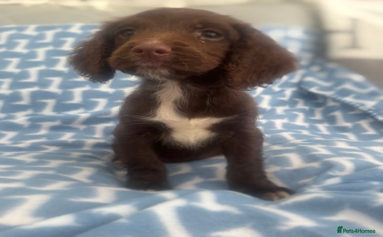 Cocker Spaniel dogs - Advert 1