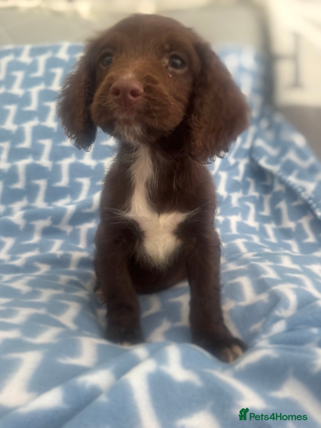 Cocker Spaniel dogs for sale: Cocker spaniel puppies  - Image 1