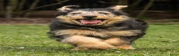 Mixed Breed dogs for sale: Fabulous Shepadoodles 2 stunning girls  - Advert 21