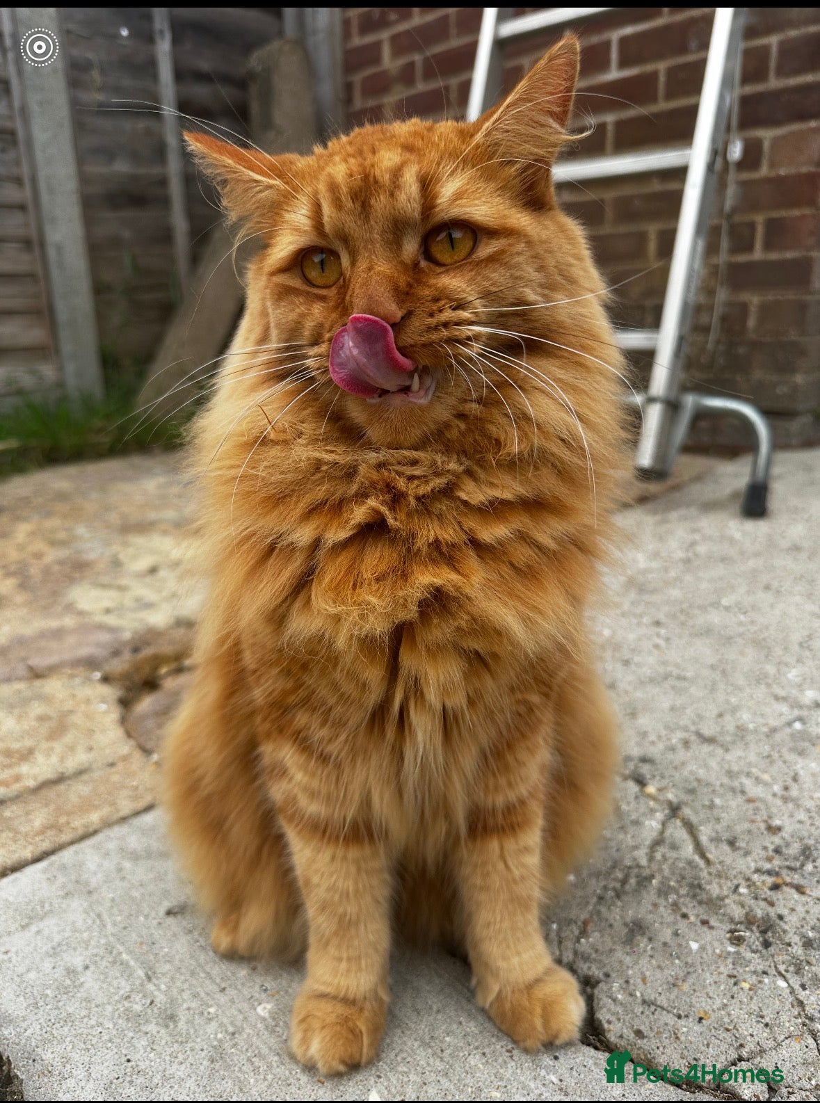 Mixed Breed cats for sale: Beautiful boy for rehoming - Advert 3