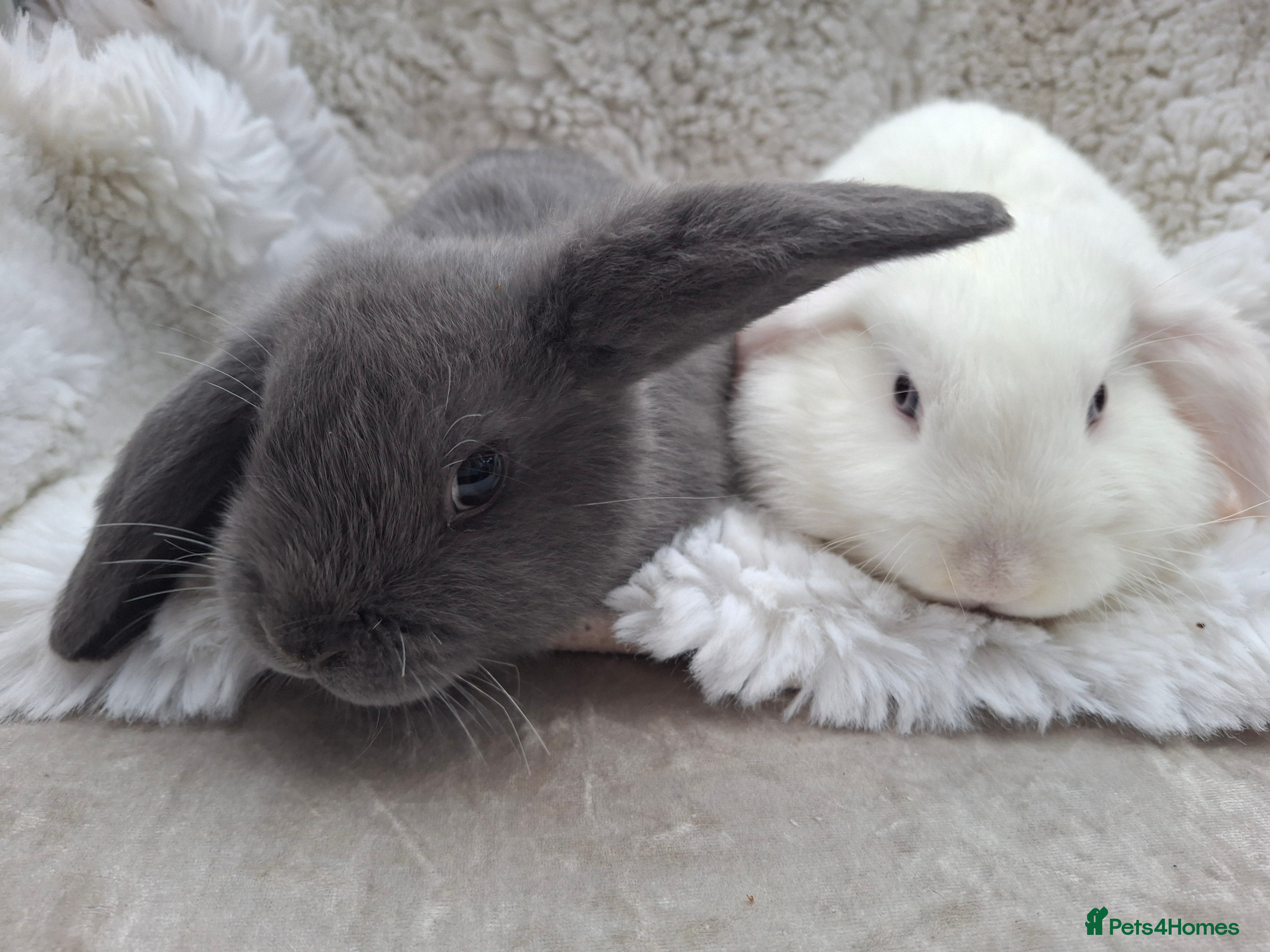 Mini Lop rabbits FREE STARTER PACK! Stunning baby mini lops - Advert 1