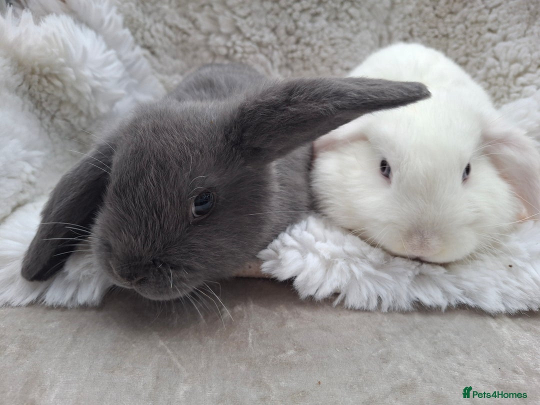 Mini Lop rabbits for sale: FREE STARTER PACK! Stunning baby mini lops - Advert 1
