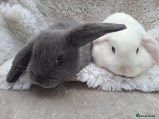 Mini Lop rabbits FREE STARTER PACK! Stunning baby mini lops - Advert 1