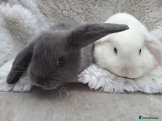 Mini Lop rabbits FREE STARTER PACK! Stunning baby mini lops - Advert 14