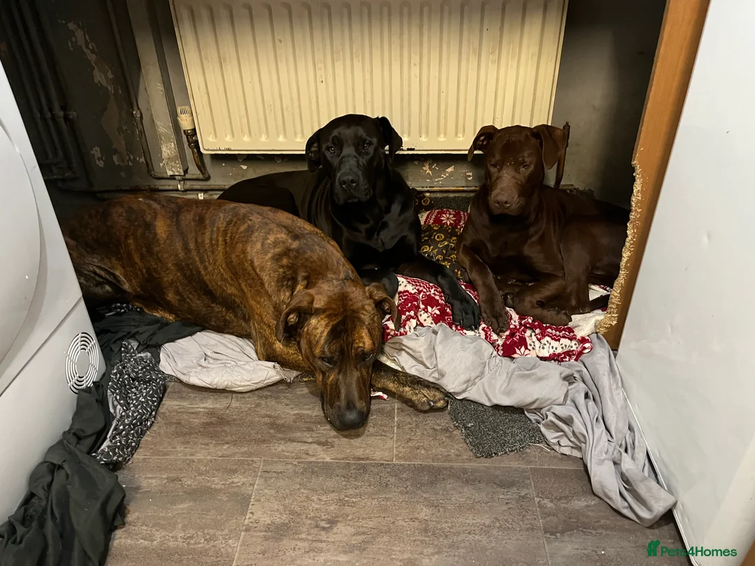 Mixed Breed dogs for sale: Presa x Doberman  - Advert 1