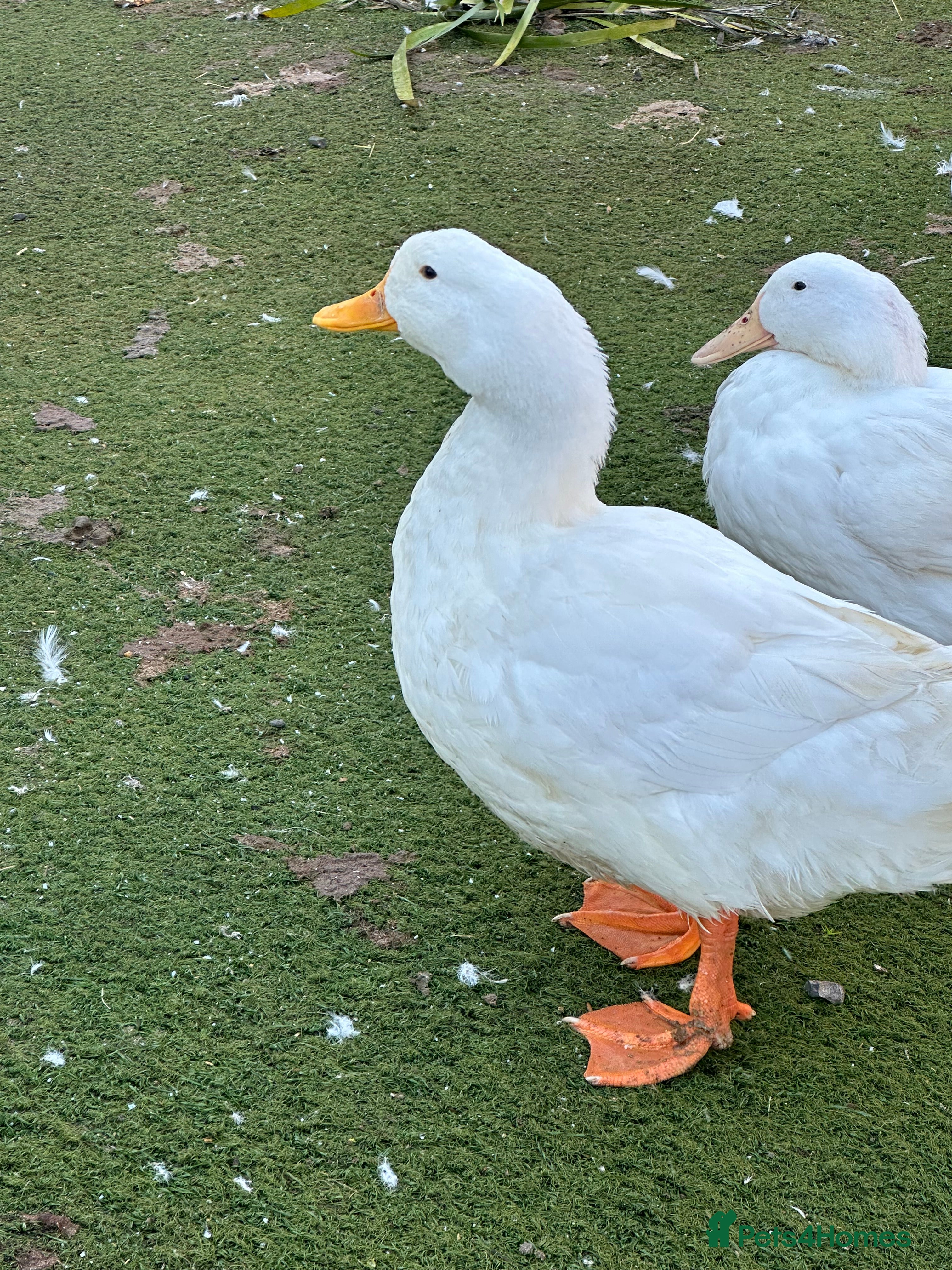 Ducks poultry 6 X Pekin duck hatching eggs - Advert 1