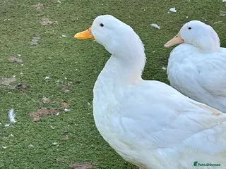 Ducks poultry 6 X Pekin duck hatching eggs - Advert 1