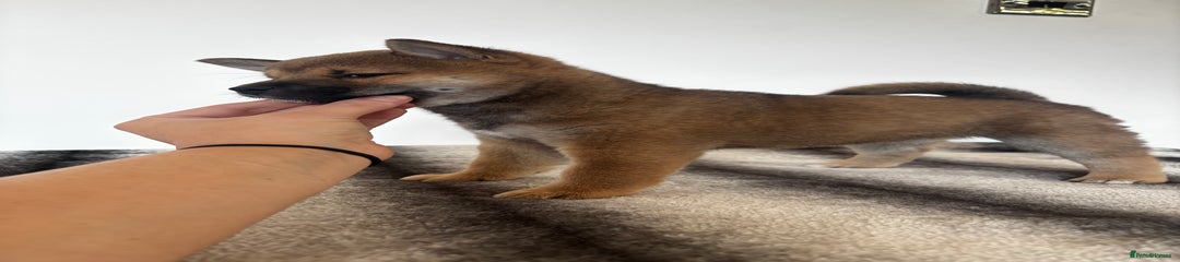 Japanese Shiba Inu Puppy 2