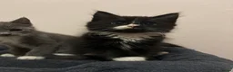 Mixed Breed cats for sale: Kittens  - Advert 4