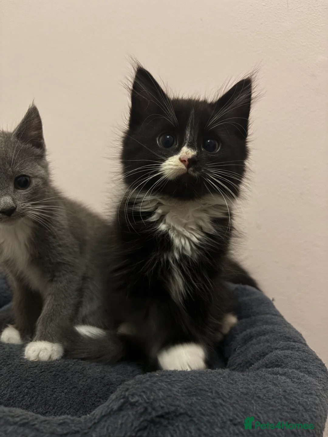 Mixed Breed cats for sale: Kittens  - Advert 4