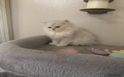 British Shorthair cats for sale: BSH quality Silvers - Image 8