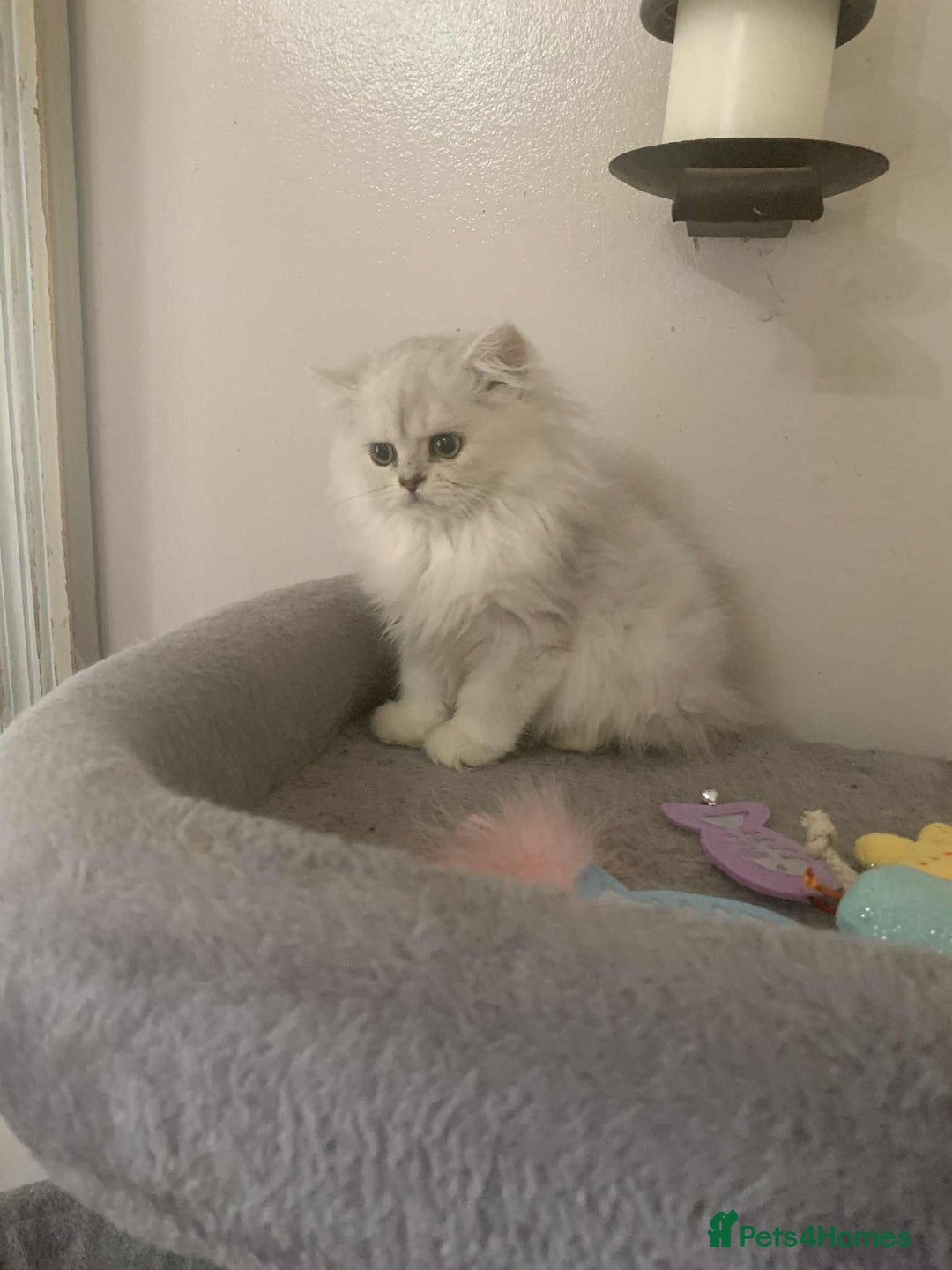 British Shorthair cats for sale: BSH quality Silvers - Image 8