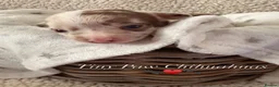 Chihuahua dogs for sale: Beautiful Chihuahua Puppies Raised in Loving Home - Advert 31