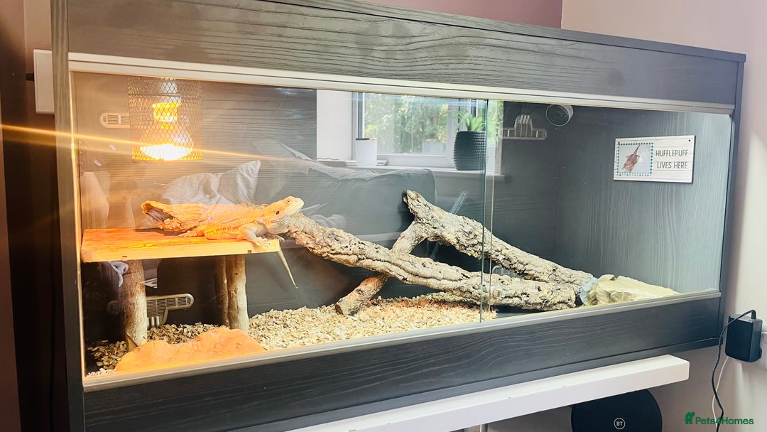 Bearded Dragon reptiles for sale: Female Bearded Dragon with full set up  - Image 4