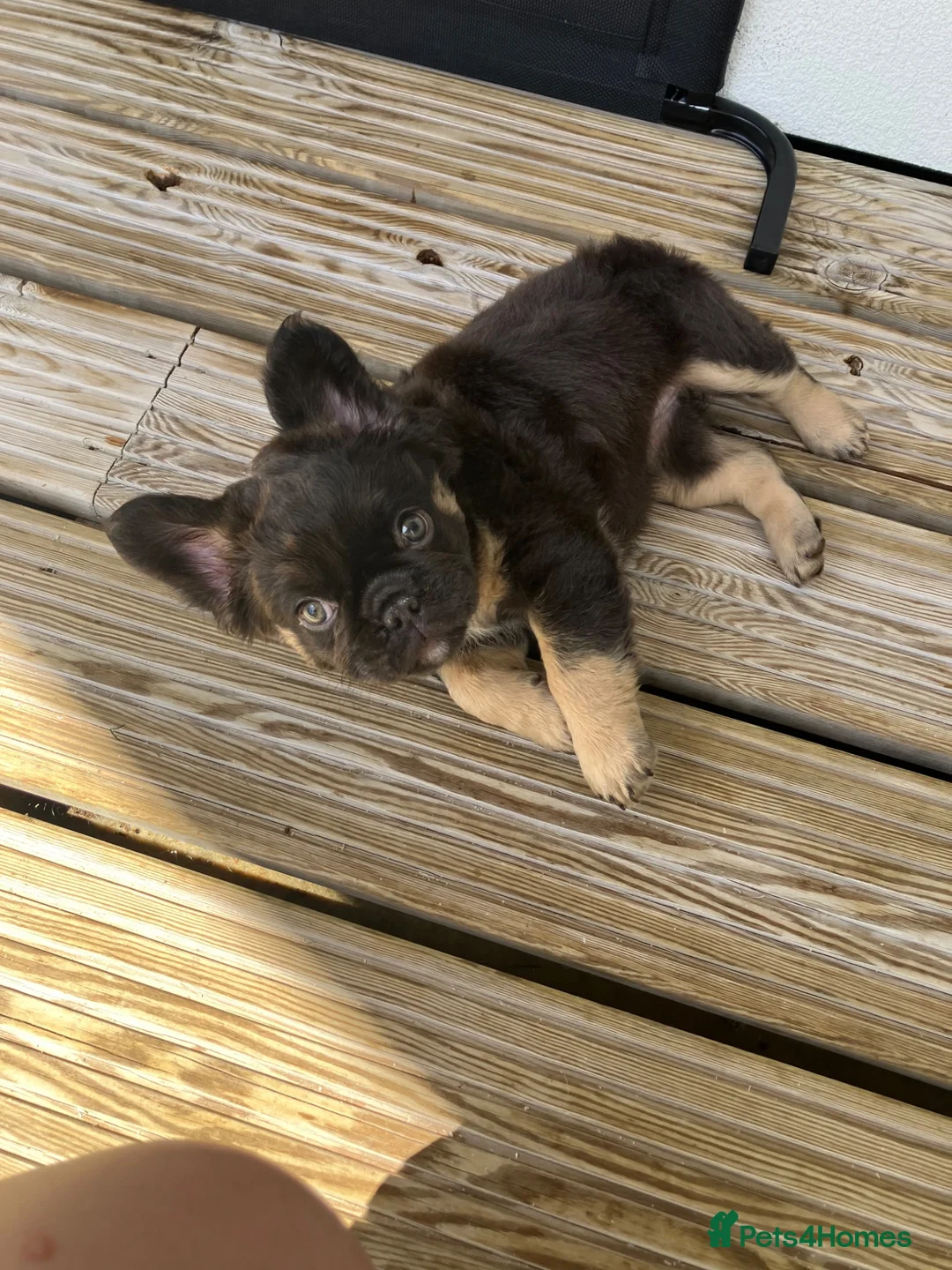 French Bulldog dogs for sale: Fluffy frenchie  - Advert 2