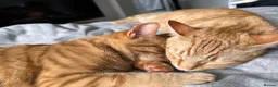 British Longhair cats for sale: Two ginger twin sisters free to a new home  - Advert 7