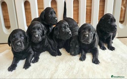 Labrador Retriever dogs for sale: 7 STUNNING BLACK LABRADOR PUPPIES - Image 2