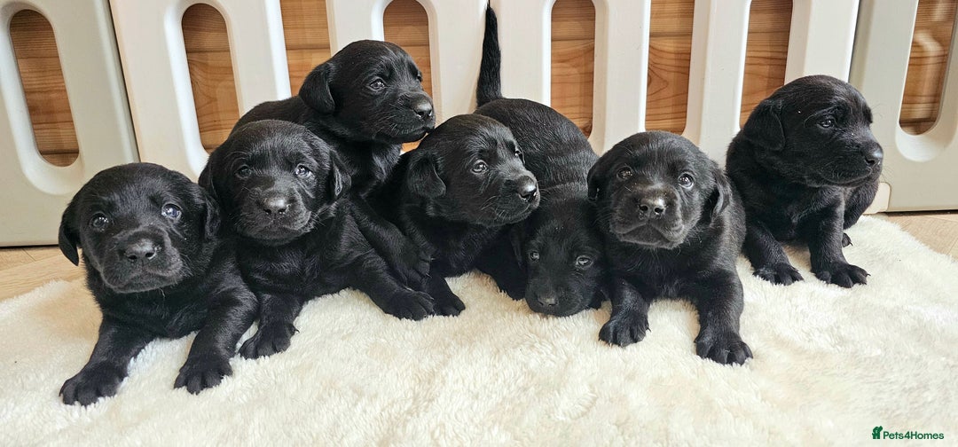 Labrador Retriever dogs for sale: 7 STUNNING BLACK LABRADOR PUPPIES - Image 2