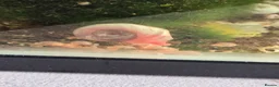 Snails invertebrates for sale: Pink ramshorn snails  - Advert 1