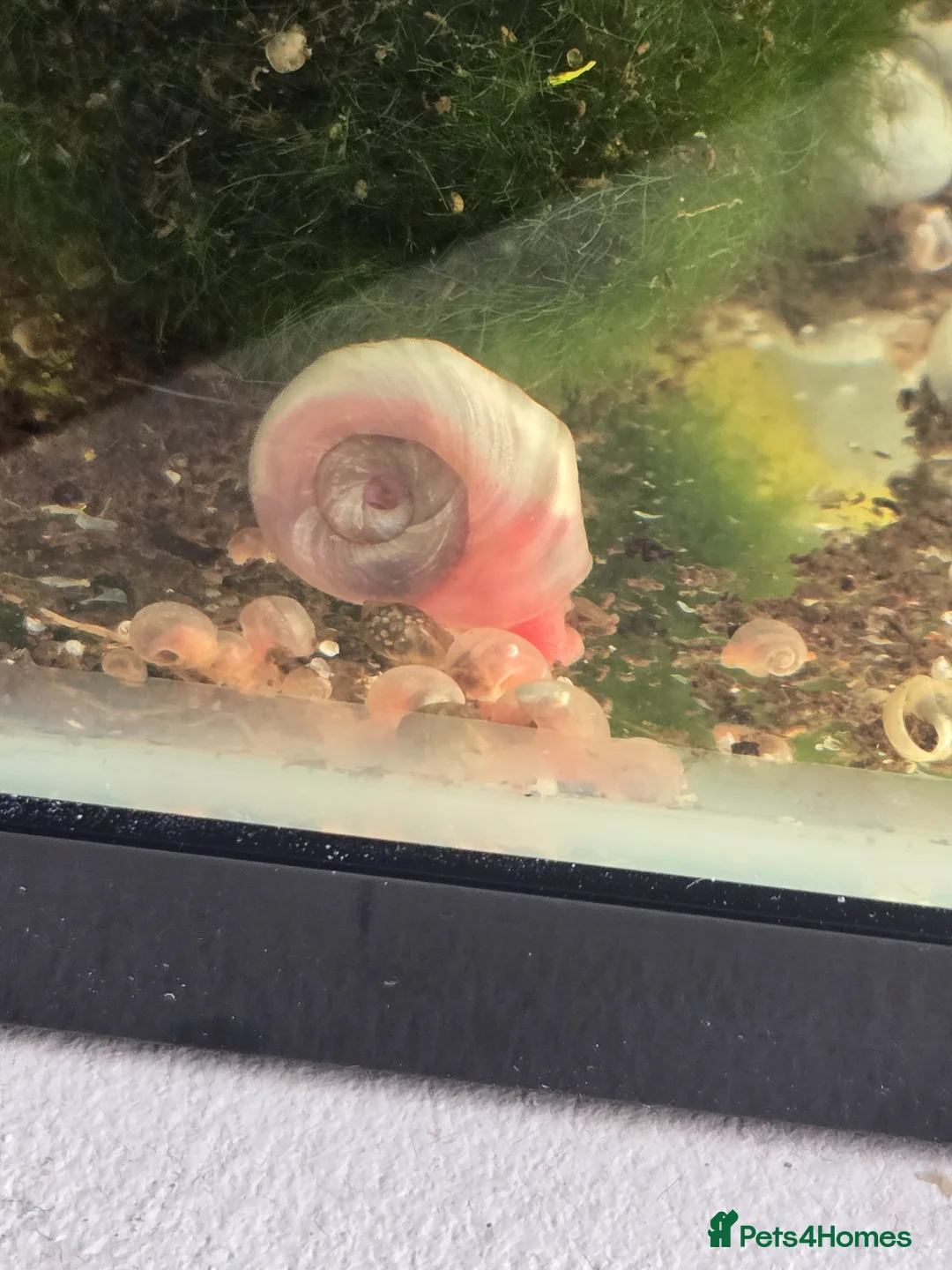 Snails invertebrates for sale: Pink ramshorn snails  - Advert 1