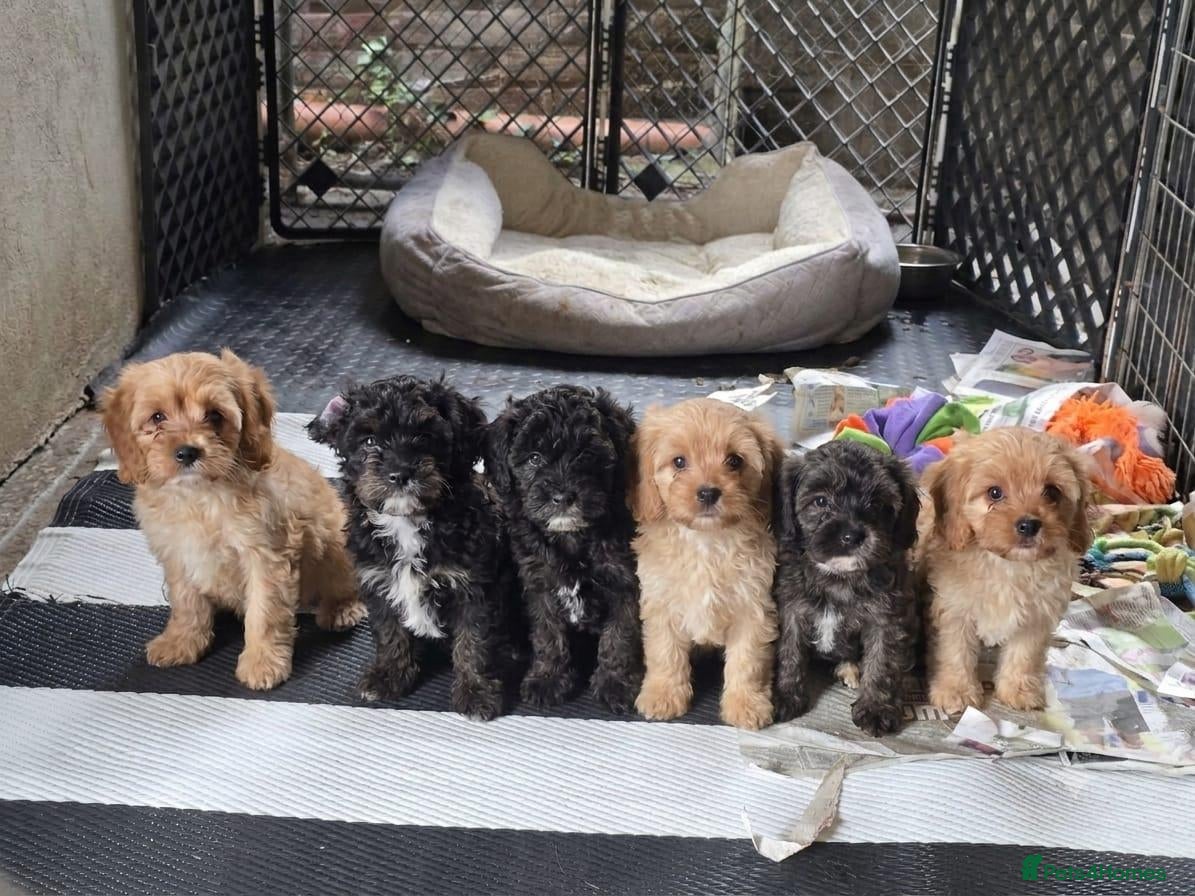 Cavapoo dogs F1 CAVAPOO PUPS - Advert 1