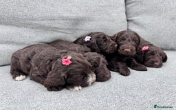 Cockapoo dogs for sale: Beautiful F1 cockerpoo puppies  - Image 6
