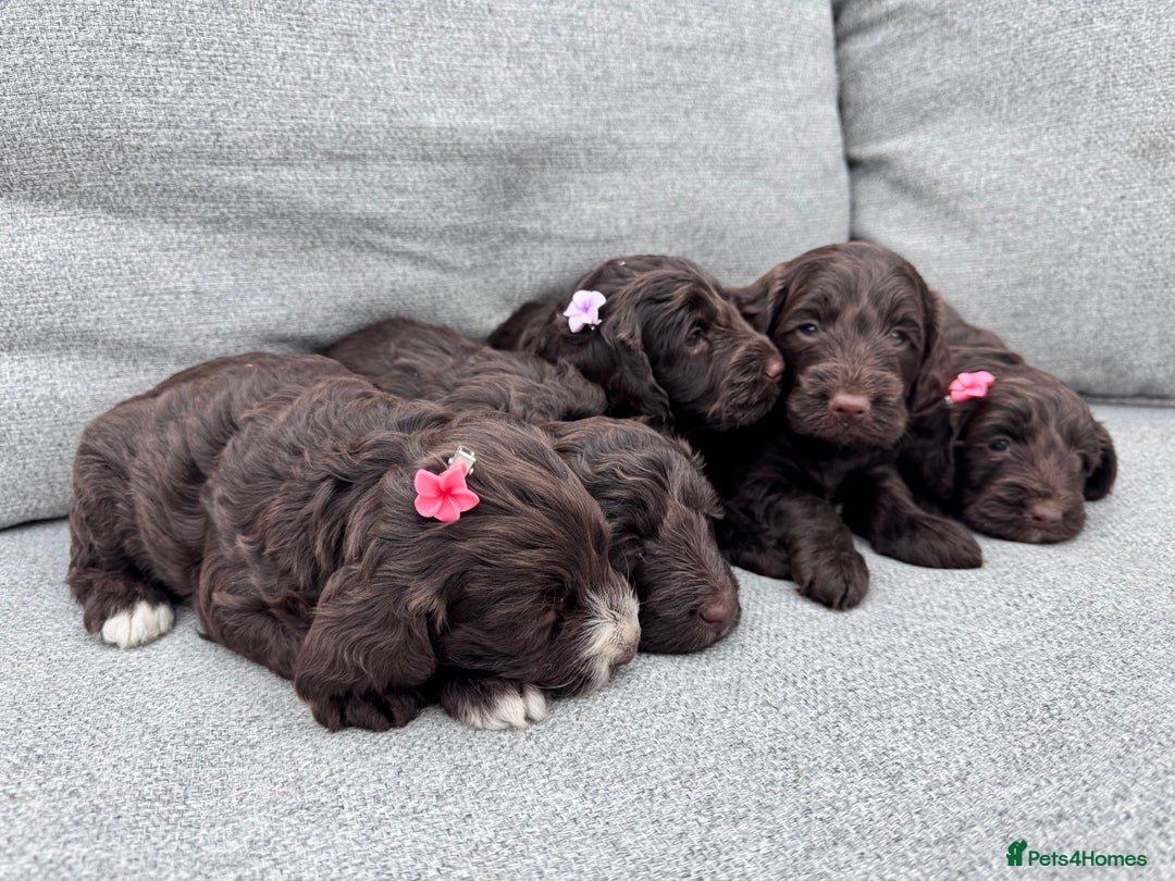 Cockapoo dogs for sale: Beautiful F1 cockerpoo puppies  - Image 6