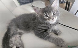 Maine Coon cats for sale: Maine coon kittens  - Image 14