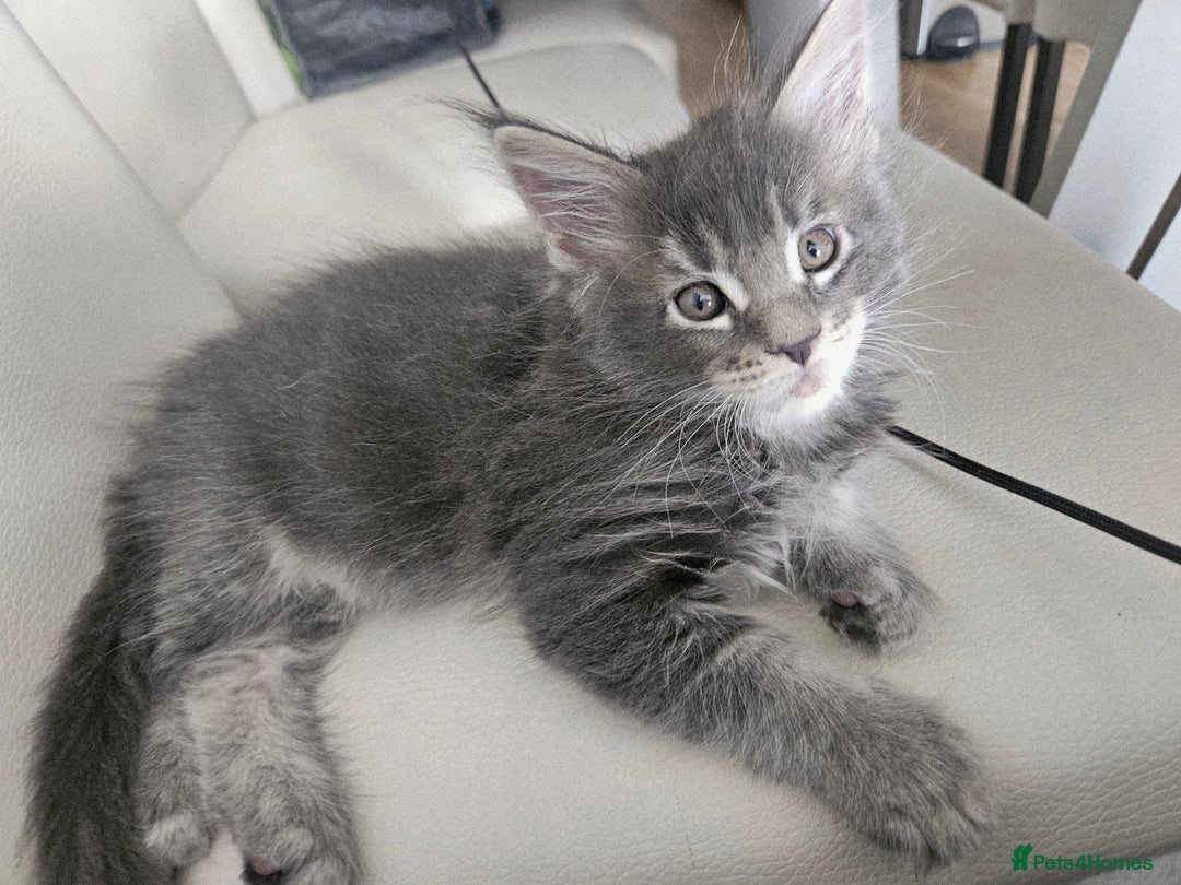Maine Coon cats for sale: Maine coon kittens  - Image 14
