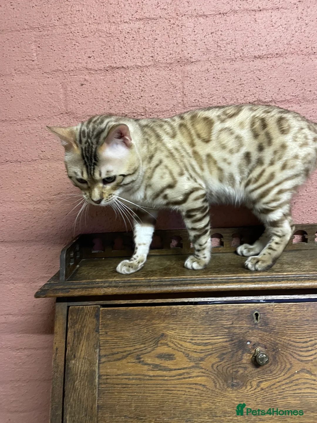 Bengal cats for sale: Bengal boy - Advert 16