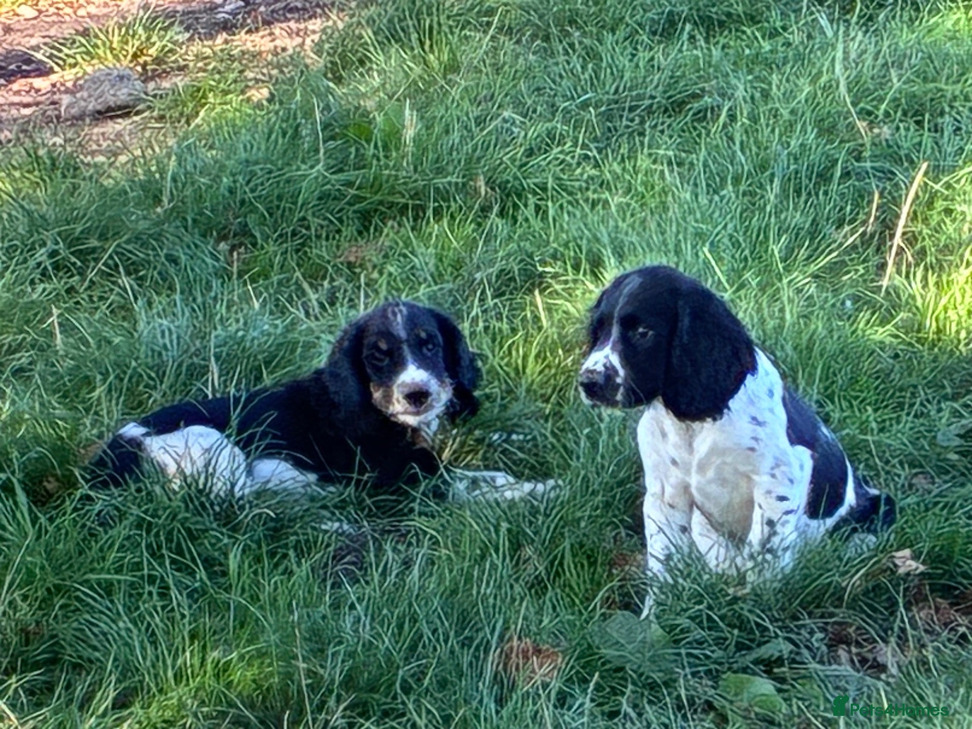 English Springer Spaniel dogs ONE LEFT READY NOW - ENG. SPRINGER SPANIEL PUPPIES - Advert 2