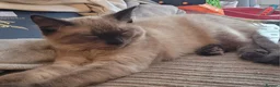 Mixed Breed cats for sale: Female kitten in Harlow - Advert 2