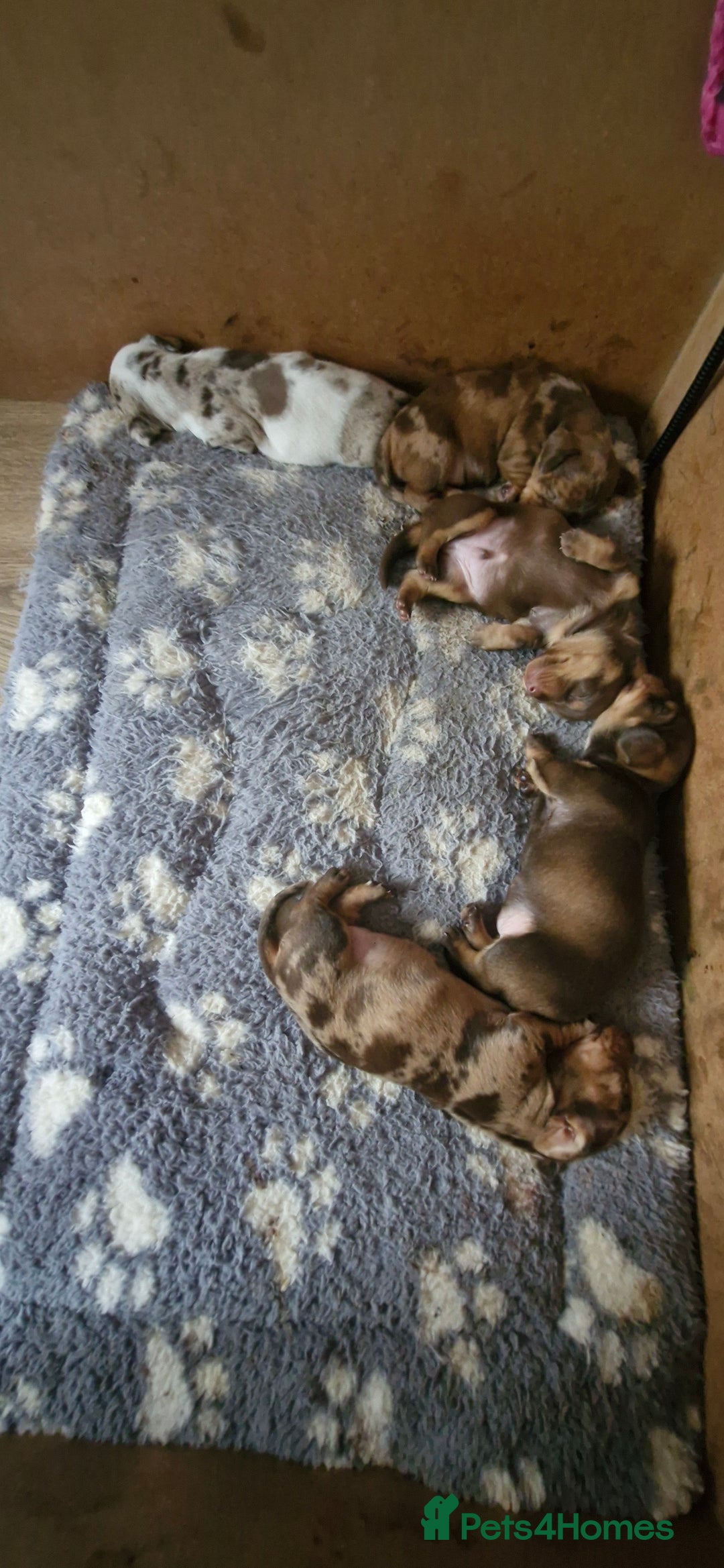 Dachshund dogs for sale: 3 male 2 female dashound puppies ready to go. - Image 6