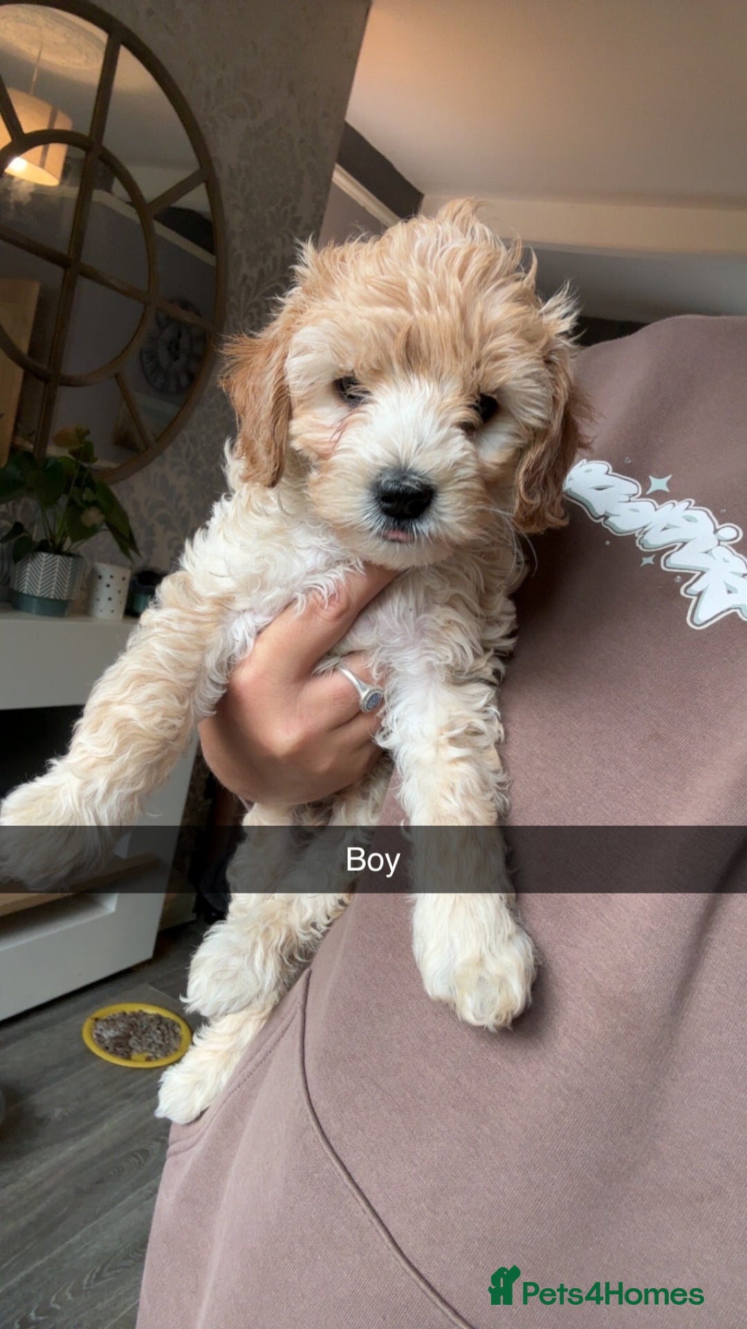 Cockapoo dogs for sale: Cockapoo puppies for  - Image 11
