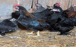 Chickens poultry for sale: Bantam chickens - Image 4