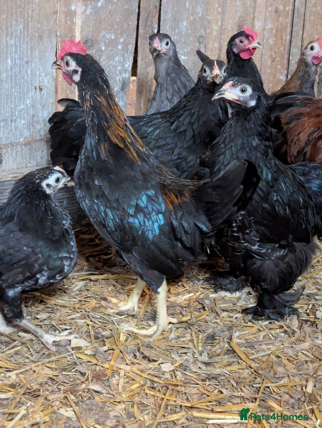 Chickens poultry for sale: Bantam chickens - Image 4