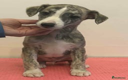 Whippet dogs for sale: Beautiful KC whippet puppies - Image 4