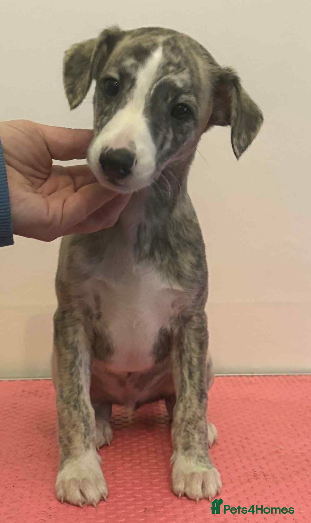 Whippet dogs for sale: Beautiful KC whippet puppies - Image 4