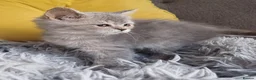 Scottish Fold cats for sale: Pretty Scottish Straight kittens  - Advert 18