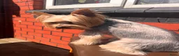 Yorkshire Terrier dogs for stud: For Stud  - Advert 3