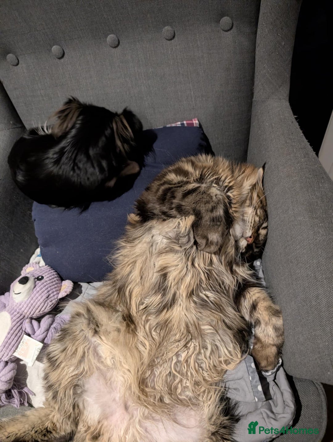 Maine Coon cats for sale: Active Maine Coon Tabby Boy Available  - Advert 13