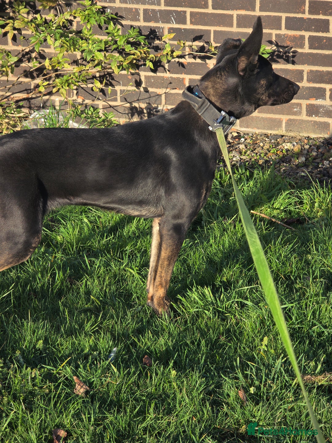 Belgian Shepherd Dog dogs for sale: Dutch shepherd female - Advert 2