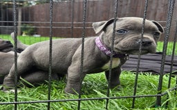 Staffordshire Bull Terrier dogs for sale: Reduced, remaining 2 KC Blue SBT - Image 11