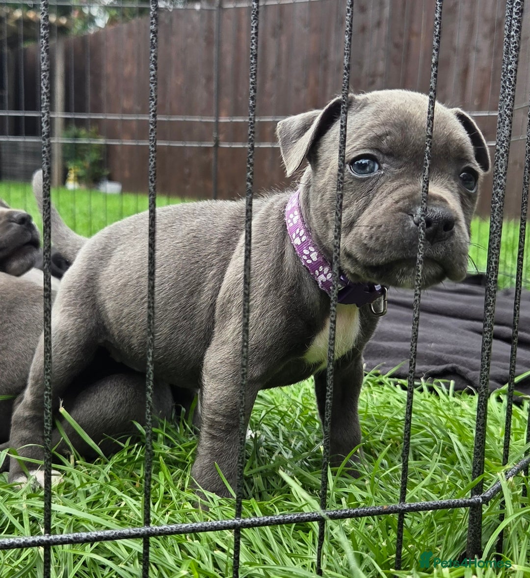 Staffordshire Bull Terrier dogs for sale: Reduced, remaining 2 KC Blue SBT - Image 11